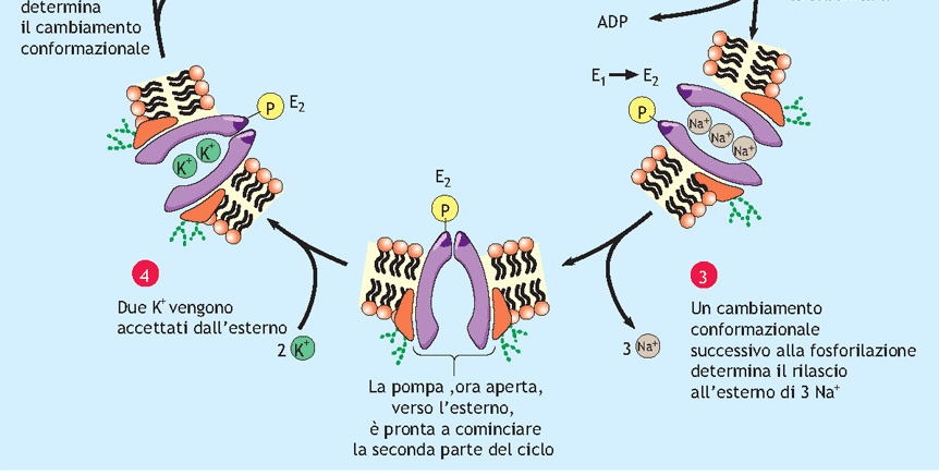 1) POMPA ELETTROGENICA 2) CONSENTE IL MANTENIM. DI EQUIL.