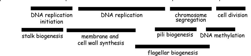 Trascrizione regolata durante il ciclo cellulare >3 >1.5 induzione 1:1 >1.5 >3 repressione Laub et al.