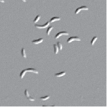 Control of DivK phosphorylation DdivJ DpleC Il ciclo cellulare non viene mai fermato Molti cromosomi per