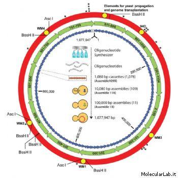 M. genitalium whole cell model Batterio patogeno (parassita) del tratto genitale e respiratorio umano Parassita = genoma ridotto Solo