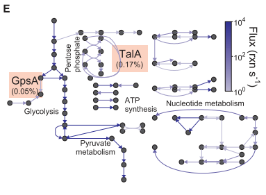 Metabolic fluxes L intensita di colore delle reazioni indica il flusso La glicolisi