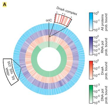 DNA binding proteins La maggior parte delle DNA-binding proteins tocca tutto il cromosoma con eguale probabilita La RNA polimerasi viene trovata piu spesso