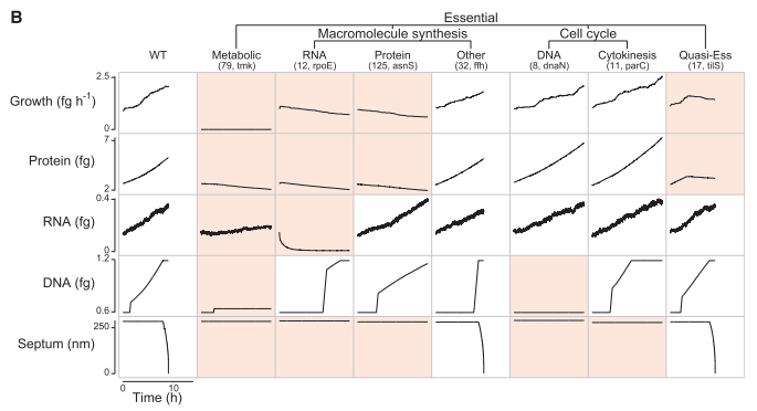 In-Silico mutagenesis: essential genes?