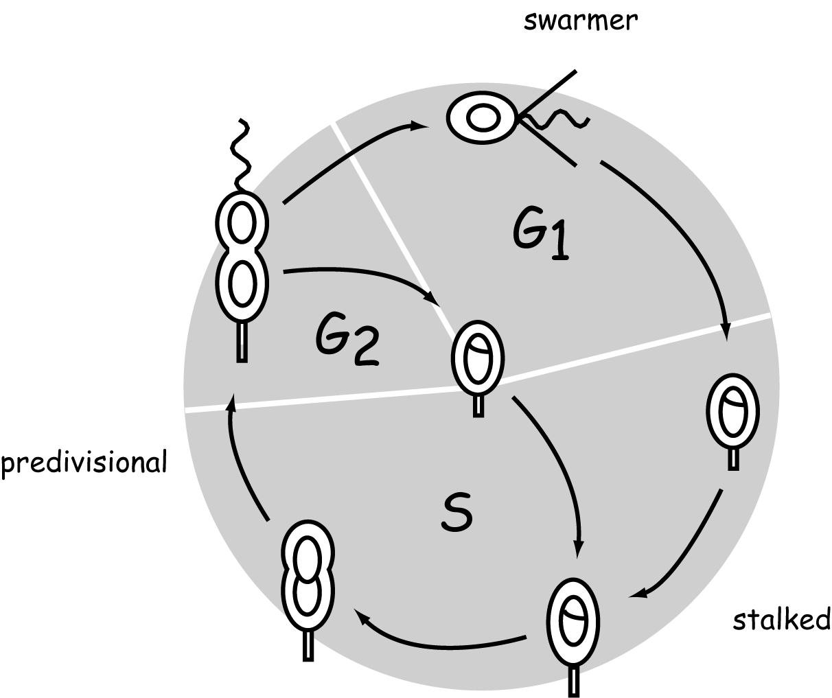Regolazione del ciclo cellulare nei batteri Caulobacter crescentus Stalked cell: - Presenza di un peduncolo con terminazione