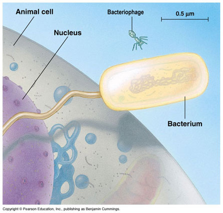 CELLULA come UNITA SINGOLA come UNITA ELEMENTARE ORGANISMI UNICELLULARI ORGANISMI PLURICELLULARI Due distinte classi di