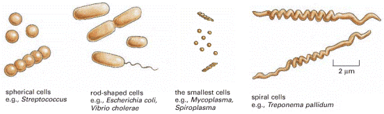 DIFFERENTI FORME Cocchi Bacilli I più Spirochete piccoli DIFFERENTI METABOLISMI DIFFERENTI AMBIENTI COLONIZZATI, anche nell uomo COME SPIEGARE QUESTO SUCCESSO?