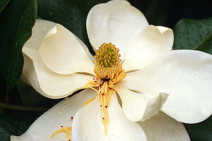 Formula fiorale Magnoliaceae *, P 3+3+3 -, A, G,