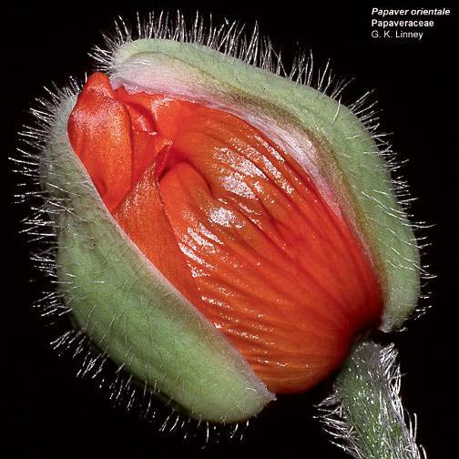 Fiore Fiori ermafroditi,da attinomorfi (Papaver) a zigomorfi (Fumaria).