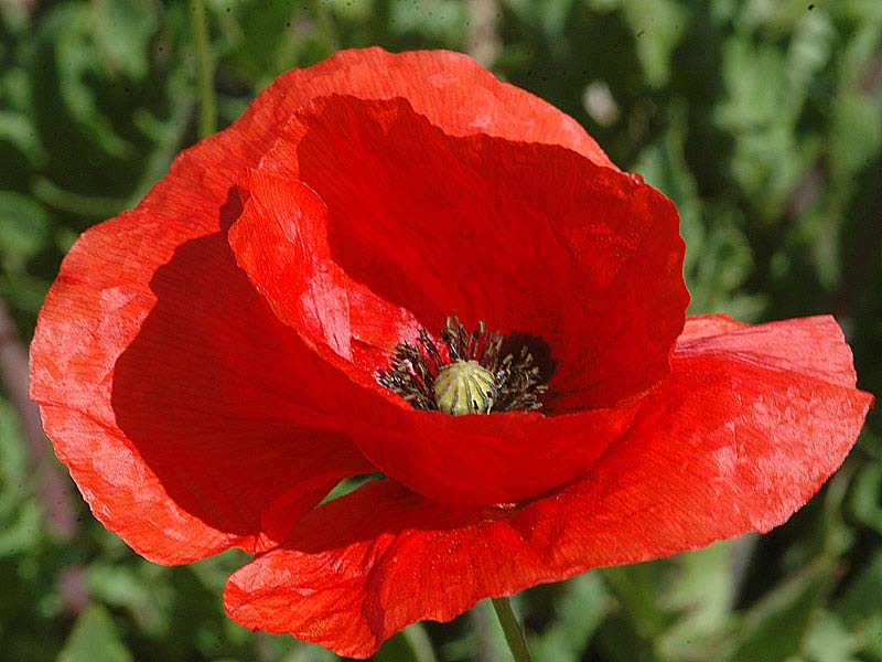 Papaver