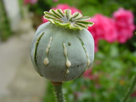 Papaver