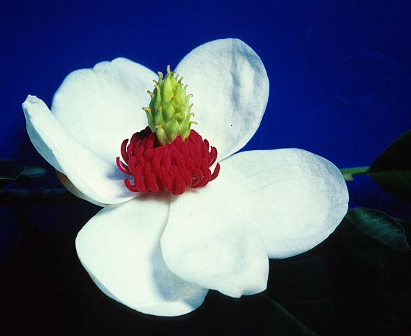 Fiore Fiori, in genere ermafroditi, attinomorfi, con ricettacolo allungato. Perianzio 3-mero con tepali da 6 a, liberi.