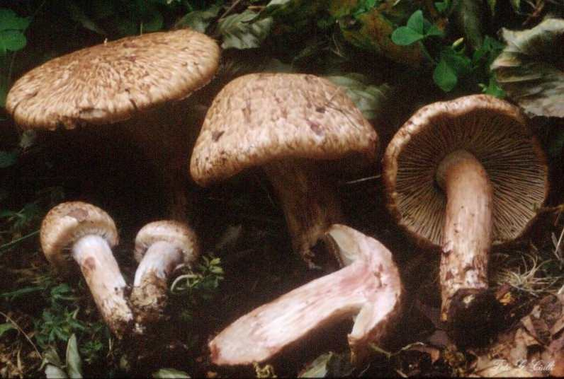 Inocybe