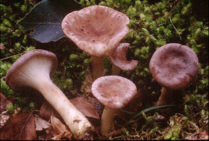 Clitocybe