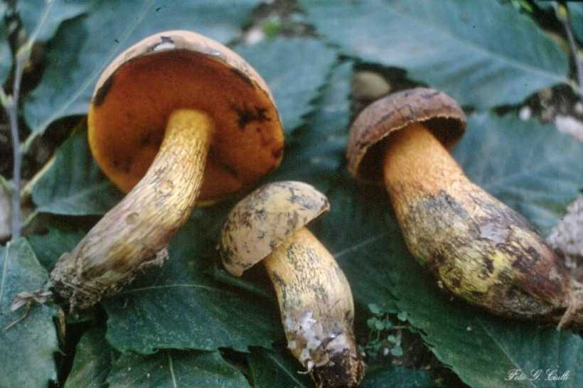 Boletus