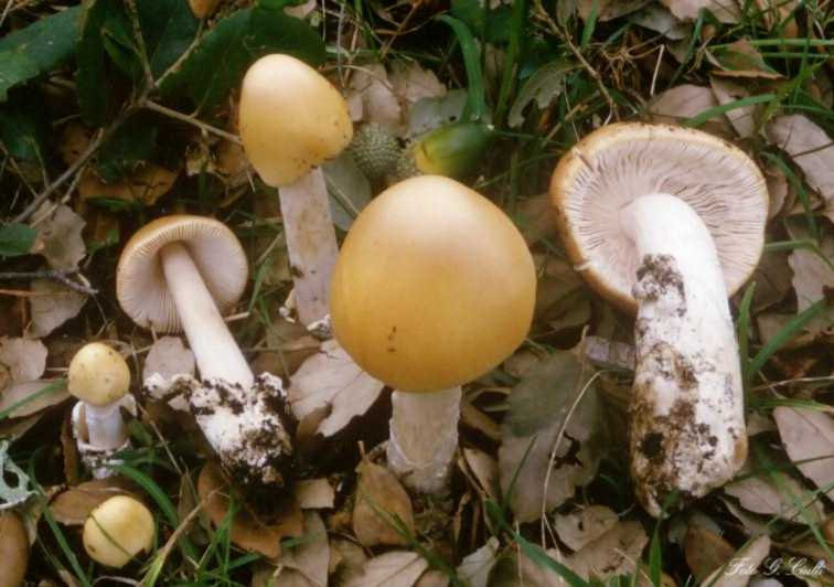 Amanita crocea