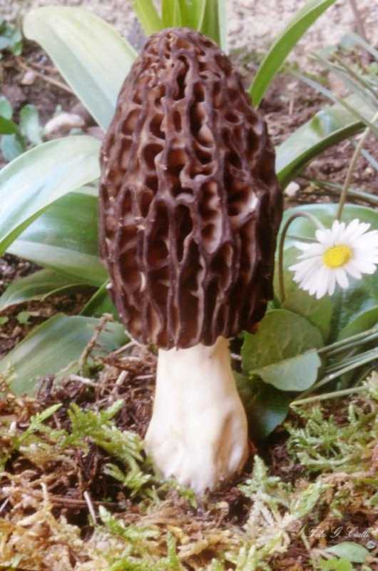 Morchella