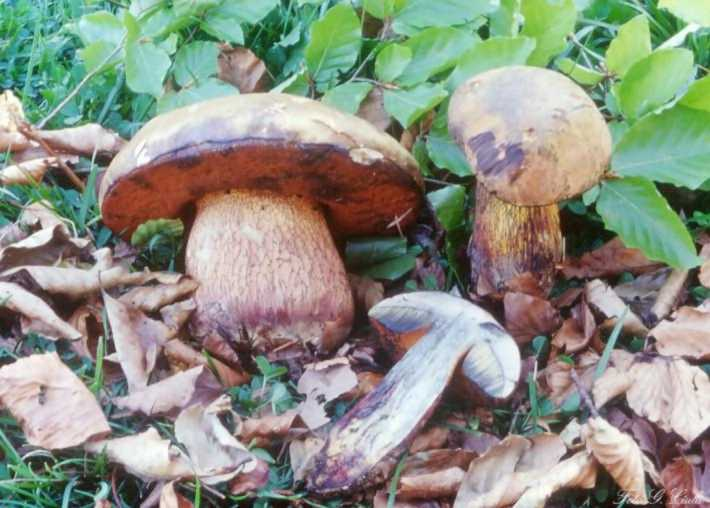 Boletus