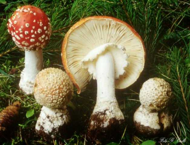 Amanita