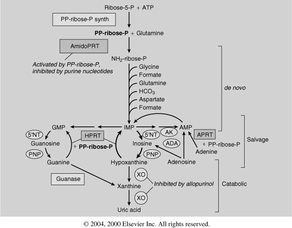 ESCREZIONE RENALE DELL ACIDO URICO 100% FILTRAZIONE GLOMERULARE TUBULO PROSSIMAL E 2% 50% 98%