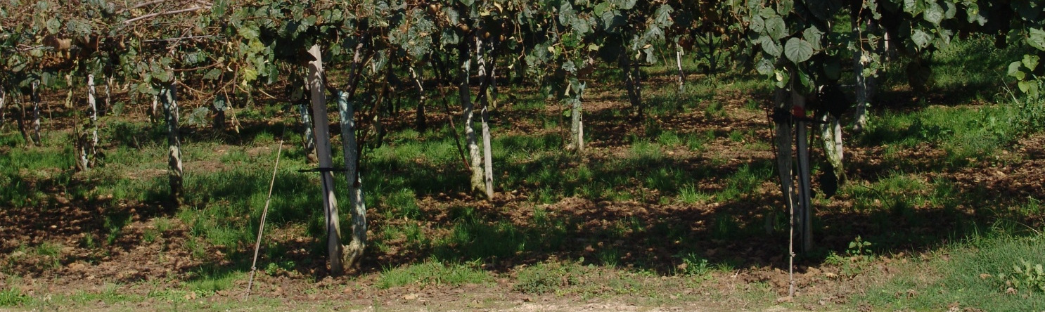 Zone della regione Calabria di coltivazione dell actinidia.