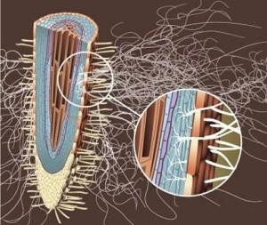 Le MICORRIZE da vicino Combinazione strutturale e funzionale del micelio di un fungo con la radice di