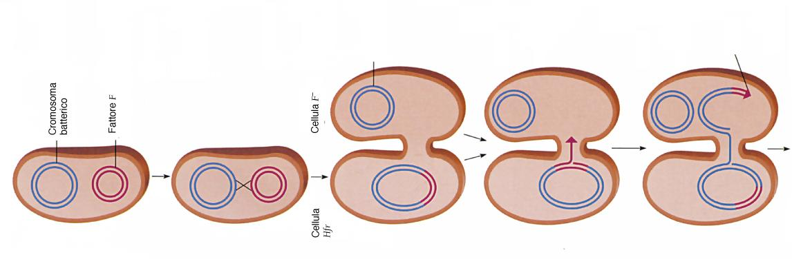 Ceppi in cui il fattore F è integrato nel cromosoma sono ceppi Hfr (high