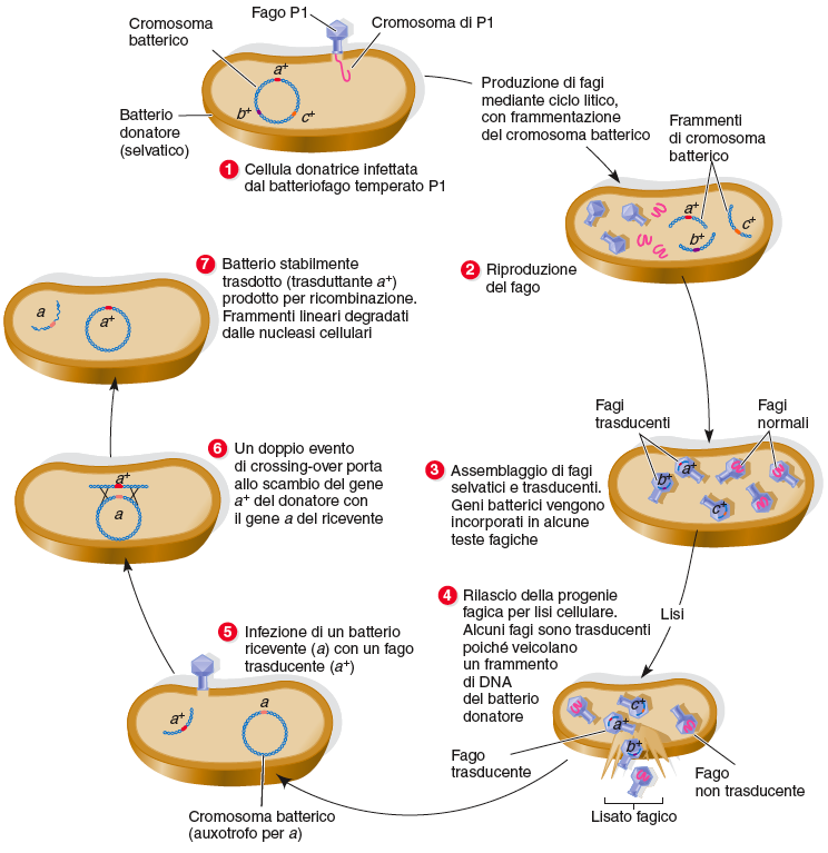 Trasduzione generalizzata fra ceppi di E.