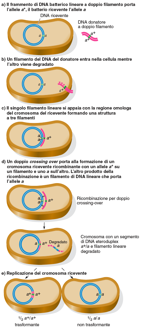 Meccanismo della trasformazione (avviene naturalmente in Bacillus subtilis) Formazione di