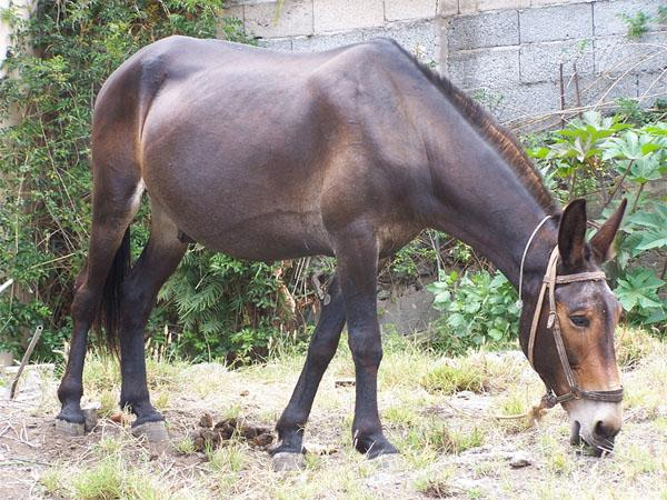 Ma allora i diversi tipi di colombi sono varietà di una specie o specie di un genere? Qual è la differenza tra le due cose?