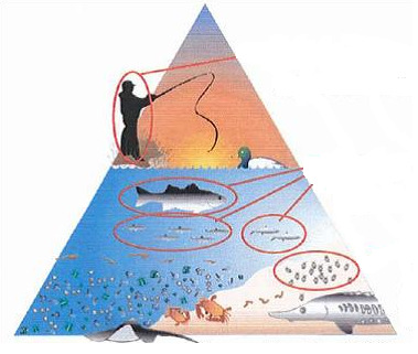 CARATTERIZZAZIONE E MONITORAGGIO Gestione dei sedimenti contaminati (Biodisponibilità) Obiettivo: verifica della biodisponibilità dei contaminanti organici per una corretta gestione dei sedimenti