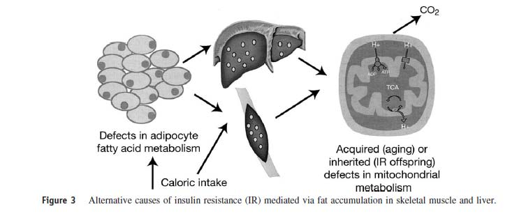 riduzione del contenuto di lipidi intraepatici era associato con la riduzione e la normalizzazione della produzione di glucosio da parte del fegato.