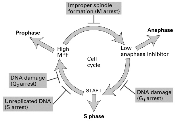 .the principle task of the cell division cycle is to replicate DNA (without errors during S phase) and to segregate the duplicated chromosomal DNA equally to two daughter