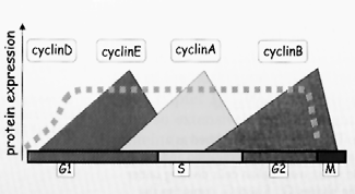 Le cicline oscillano durante le varie fasi del ciclo cellulare Tipi di cicline e di chinasi che regolano la varie fasi del ciclo cellulare G1 ciclina D/ Cdk- 4,6 G1/S ciclina E/ Cdk-2 S ciclina A/