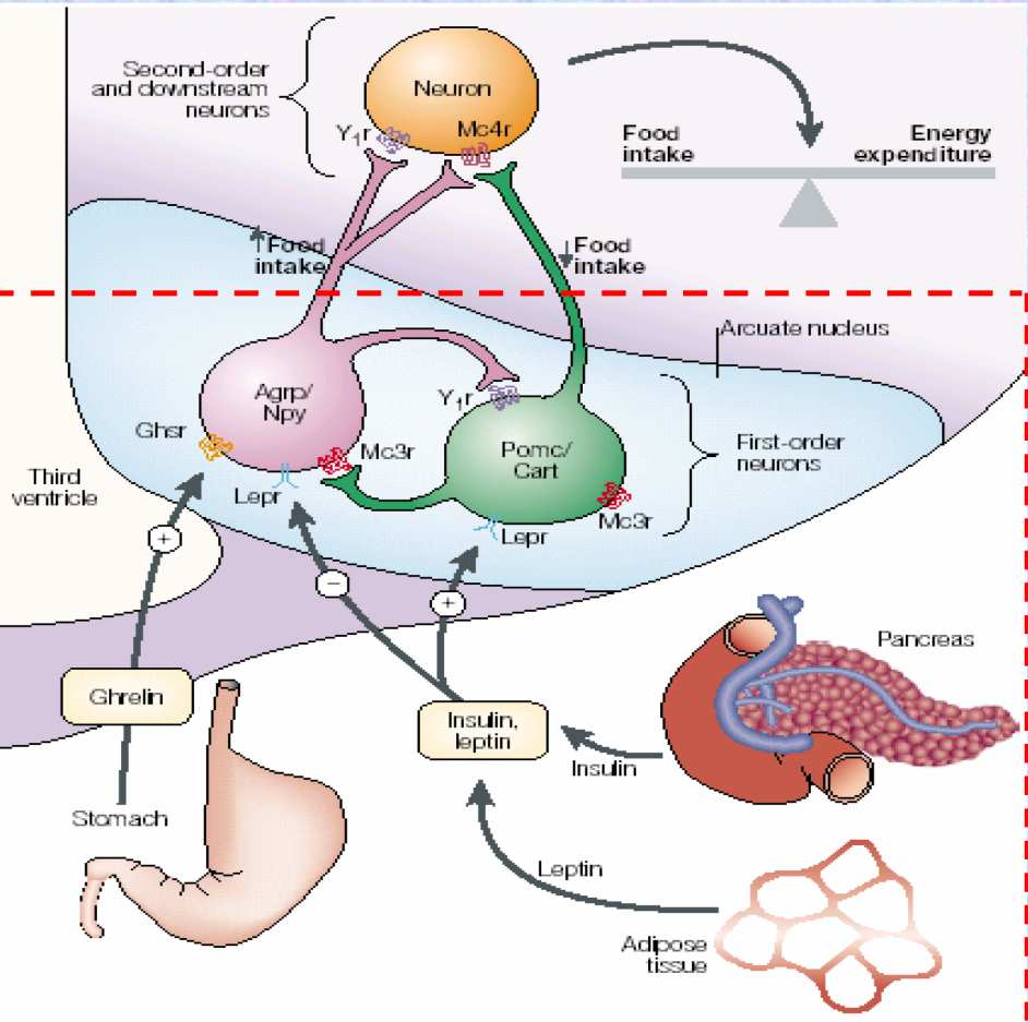 INSULINA LEPTINA CCK GLP-1 PYY3-36 Sazietà GRELINA Fame Nature, Genetics Figura 8. Sistema di controllo dell omeostasi energetica.