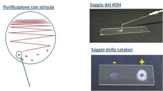 Metodologia Conte in piastra 1 ml 1 ml 1 ml 1 ml 1 ml 10 ml campione 90 ml diluente 1 a diluizione 1/10 (10-1 ) 2 a diluizione 1/100 (10-2 ) 3 a