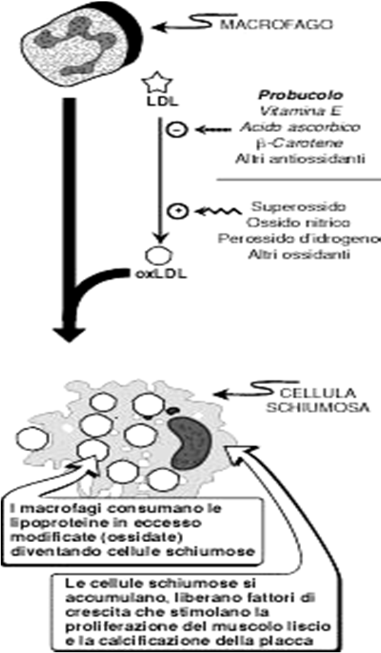 Probucolo Meccanismo d azione. effetto antiossidante; aumentata clearance delle LDL non mediata da recettore.