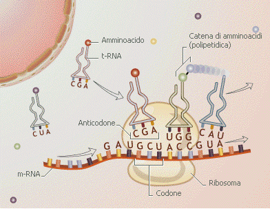 DNA: costituisce l archivio dell informazione genetica.