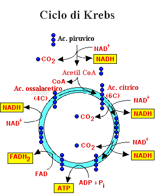 Il ciclo di Krebs Il piruvato (3C) può essere ulteriormente ossidato ad Acetil Coenzima A (2C) che entra nel ciclo di reazioni formando con l ossalacetato (4C) acido citrico (6C) Attraverso diverse