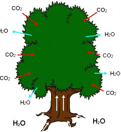 COMPOSIZIONE CHIMICA DELLA MATERIA VIVENTE H2O + Sali minerali + molecole organiche H2O: Sali minerali: Molecole organiche: sono in genere polimeri, con elevato peso molecolare e si suddividono in