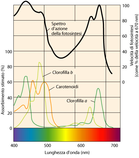 LUCE: particelle elementari di energia (quanti o fotoni) L energia di ciascun quanto è proporzionale alla