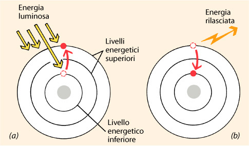 Assorbimento della luce L assorbimento di energia da parte di un pigmento antenna, provoca lo spostamento di uno o più elettroni ad un livello energetico più alto (cioè ad un orbitale più esterno e