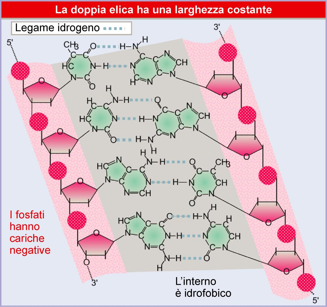 Lewin, IL GENE VIII,