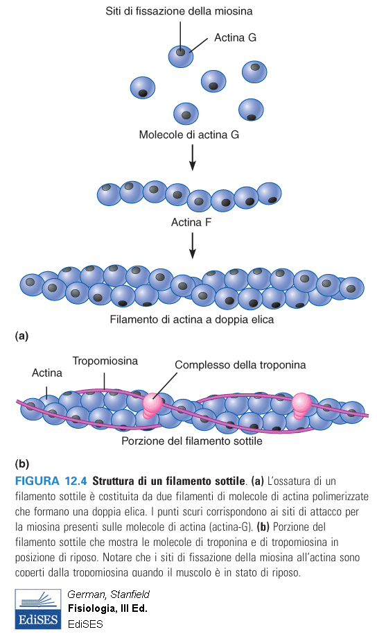 Assemblaggio dei filamenti sottili nelle miofibrille I monomeri di actina G (globulare) sono legati come perle in una collana a formare strutture filamentose dette actina F (proteina fibrosa).