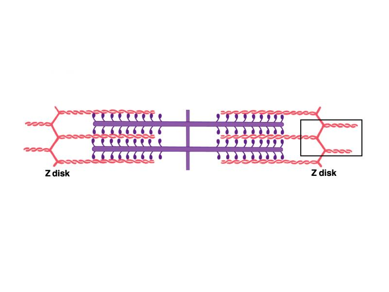 I filamenti spessi e sottili sono connessi da ponti trasversali, detti anche ponti crociati, costituiti dalle teste di miosina che si legano lassamente ai filamenti di actina.