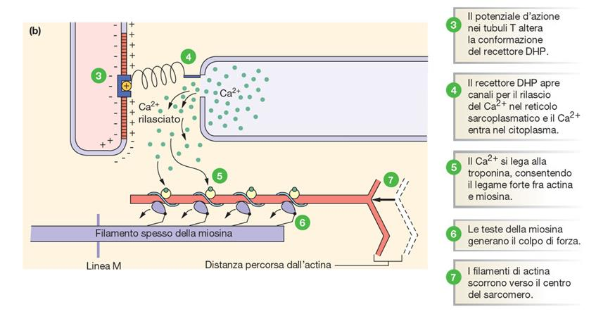 Quando il potenziale d azione raggiunge un recettore diidropiridina (DHP), la connessione meccanica fra il recettore e il reticolo sarcoplasmatico apre i canali per il Ca 2+.