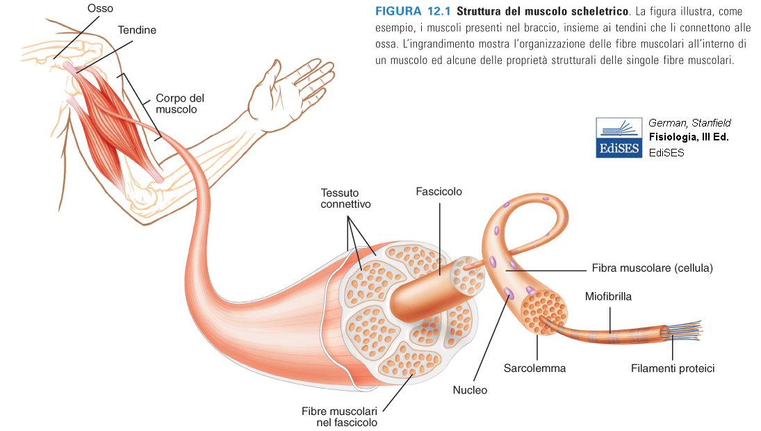 Struttura