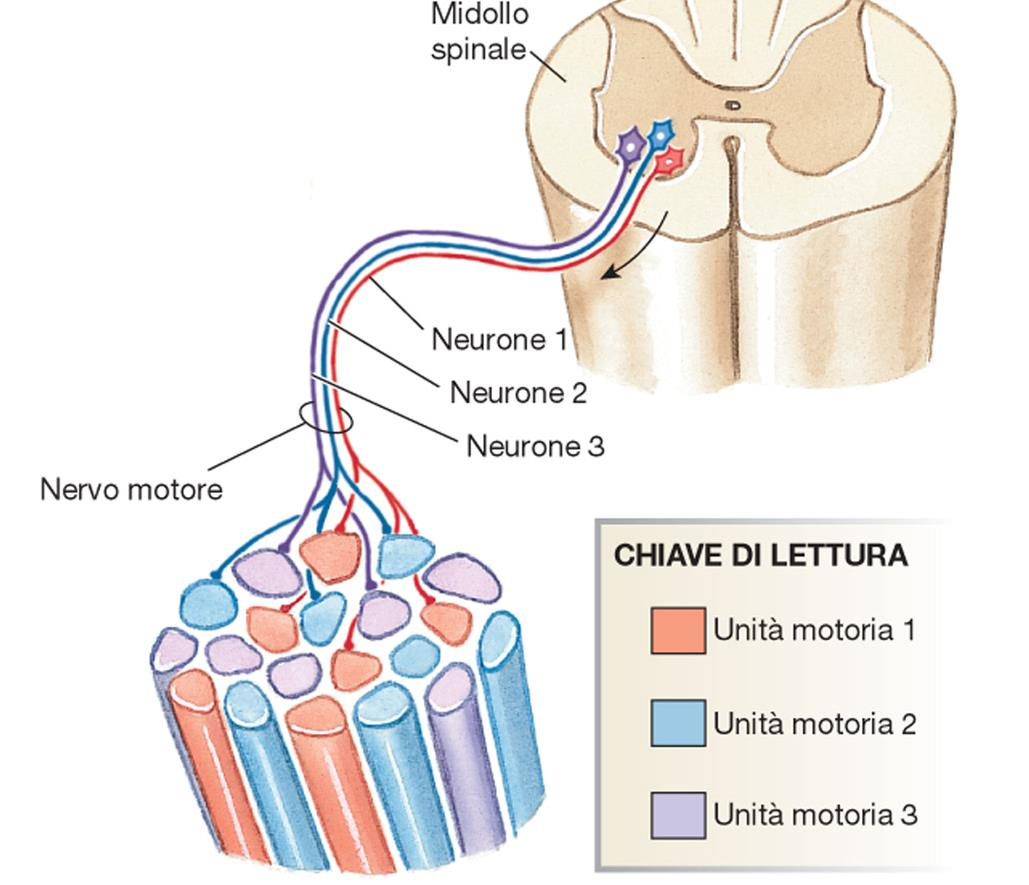 Il muscolo può generare contrazioni graduate di varia forza e durata in quanto è composto da molte unità motorie di diversi tipi.