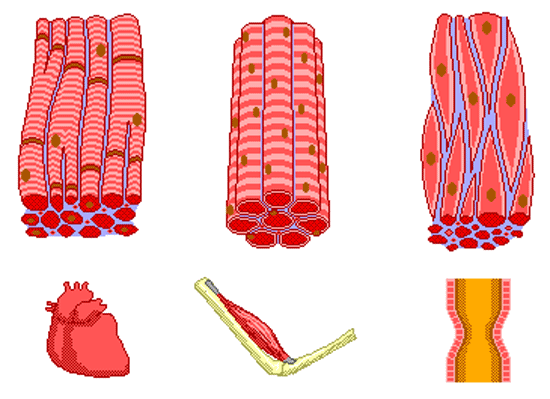 Muscolo cardiaco