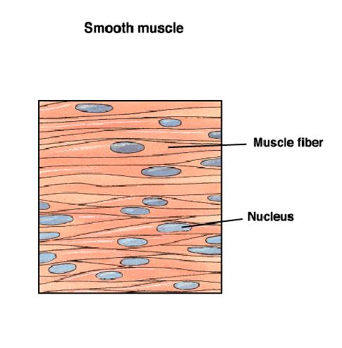 MUSCOLO LISCIO La muscolatura liscia si trova nelle pareti degli organi cavi.