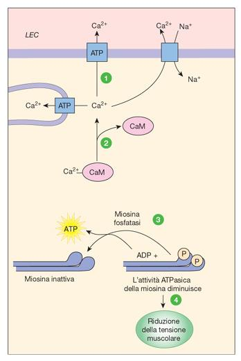 Il Ca ++ viene rimosso dal citoplasma usando una proteina di antiporto Ca ++ -Na + ed una Ca ++ -ATPasi La calmodulina rilascia il
